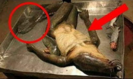 世界上最诡异的视频,揭秘全球最神秘诡异的视频之谜